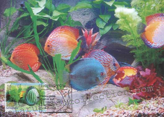 Green discus (Discus)